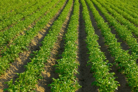 Agricultural field with rows of plantsの写真素材