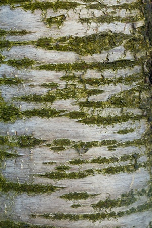 Tree bark texture, detailed closeupの写真素材