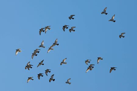 Birds flying against blue skyの写真素材