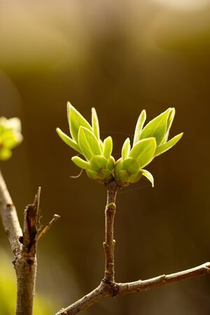 Green buds emerging in springの写真素材