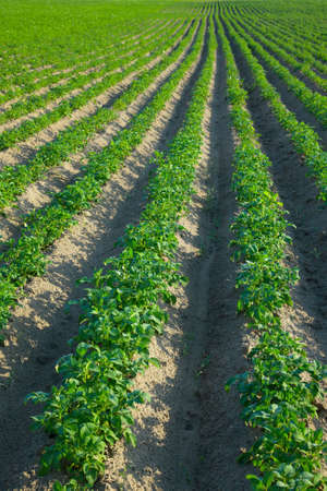 Agricultural field, with rows of plantsの写真素材