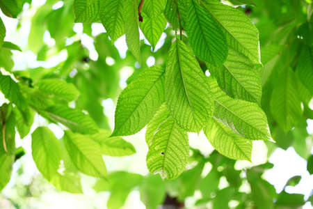 Fresh green leaves, bright backgroundの写真素材