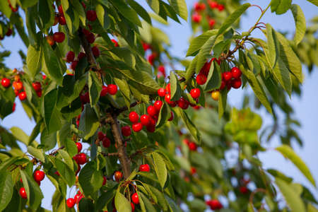 Fresh fruits of a cherry treeの写真素材