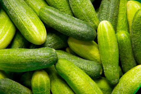 A pile of fresh cucumberの写真素材