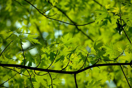Fresh green leaves of a treeの写真素材