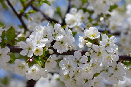 Spring flowers of a treeの写真素材