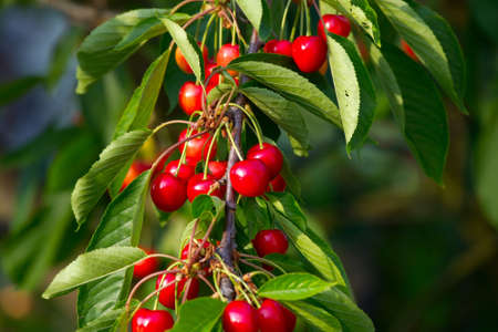 Fresh fruits of a cherry treeの写真素材