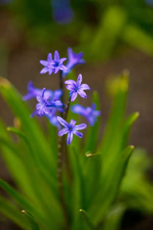 Hyancinth flower closeup in springの写真素材