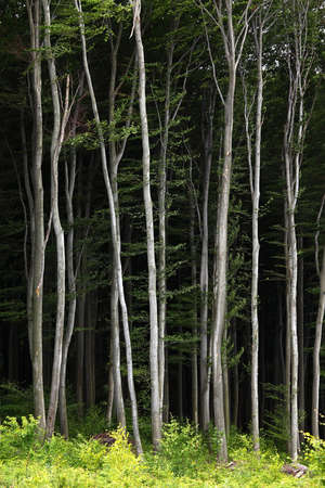 Forest detail with tall treesの写真素材