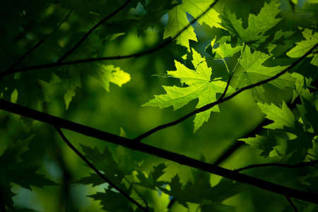 Fresh green leaves of a treeの写真素材