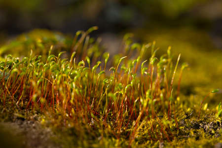 Moss closeup in the forestの写真素材