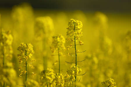 Blooming rapeseed fieldの写真素材
