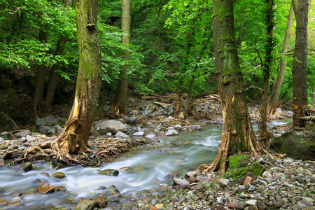 Fresh mountain stream in the woods