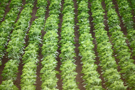 Agricultural filed with green plantsの写真素材