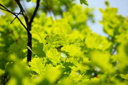 Green leaves of a treeの写真素材