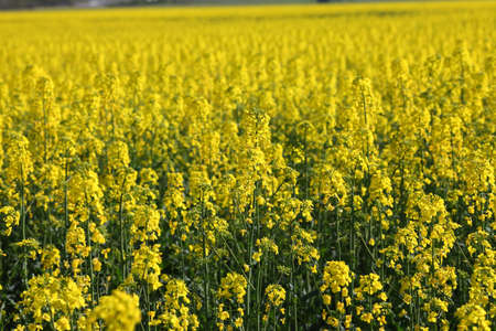 Field of blooming rapeseed plantsの写真素材