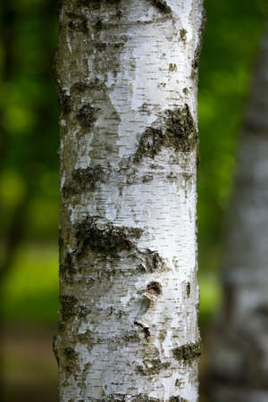 Tree trunk closeupの写真素材