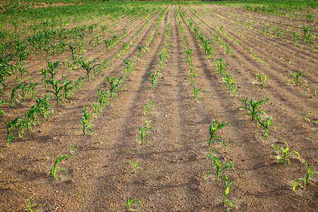 Agricultural field with rows of small plantsの写真素材