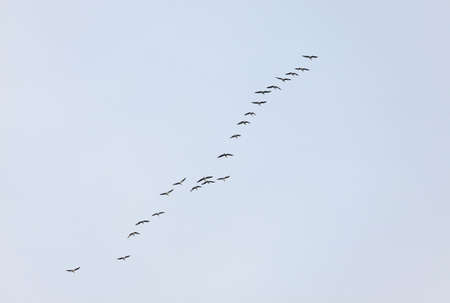 Flock of geese flying in formationの写真素材