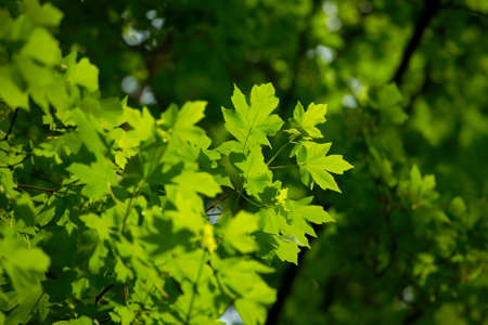 Green leaves in the woodsの写真素材