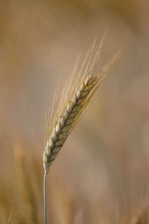 Cereal plant closeup on the fieldの写真素材