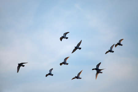 Flock of birds flying in the skyの写真素材
