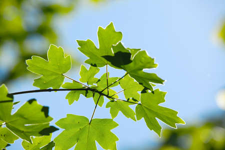 Green leaves of a treeの写真素材