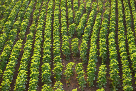 Agricultural field with rows of plantsの写真素材