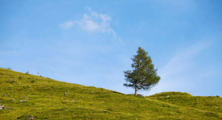 Lonely pine tree on a meadowの写真素材