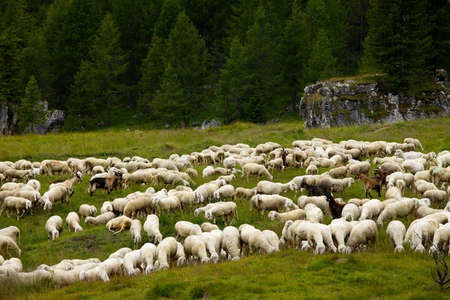 Sheep grazing on an alpine fieldの写真素材