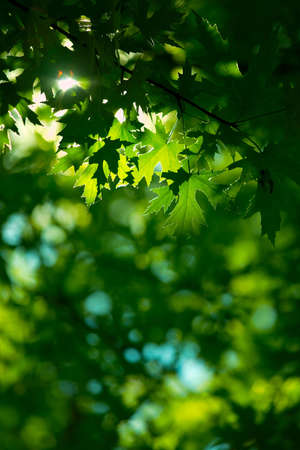 Green leaves with sunlight filtering throughの写真素材