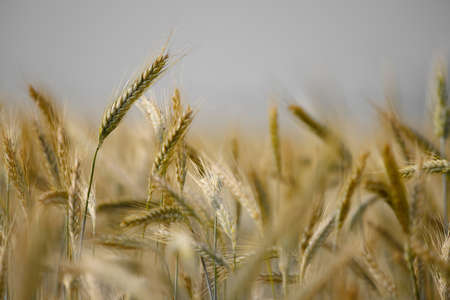 Wheat plants on an agricultural fieldの写真素材
