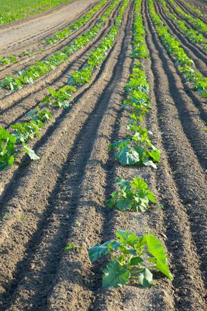 Agricultural filed with growing plantsの写真素材
