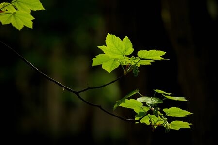Green leaves in the shadowsの写真素材