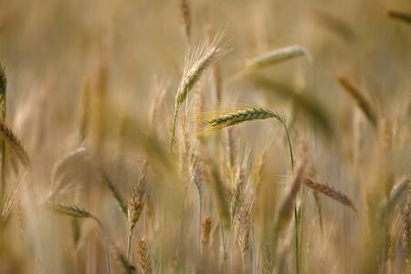 Wheat field in the summerの写真素材