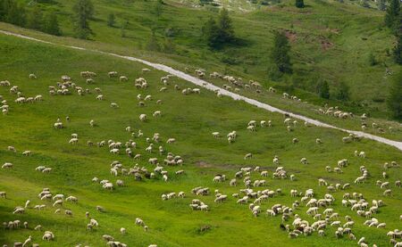 Sheep grazing in the hillsの写真素材