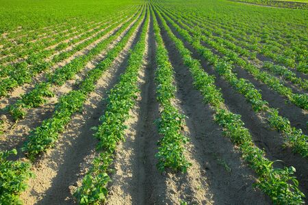 Rows of growing plant on a fieldの写真素材