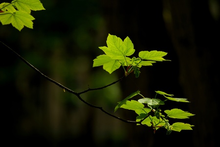 Green leaves in the shadowsの写真素材