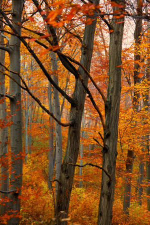 Forest with colorful autumn leavesの写真素材