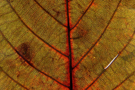 Texture of an autumn leafの写真素材