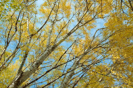 Autumn trees of a forestの写真素材