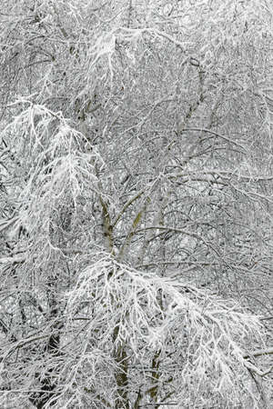 Snowy branches of a large treeの写真素材