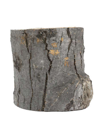 Chopped tree trunk isolated on whiteの写真素材