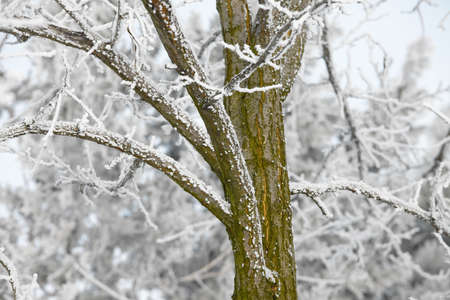 Winter tree detail with frostの写真素材