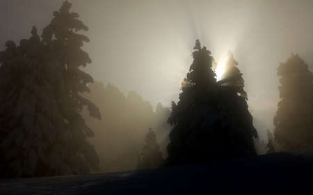 Snowy trees with sunlight filtering through the fogの写真素材