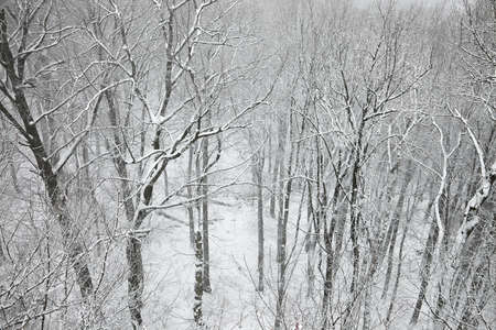 Winter forest with snowy treesの写真素材