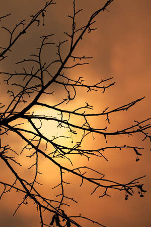 Bare tree branches against twilight skyの写真素材