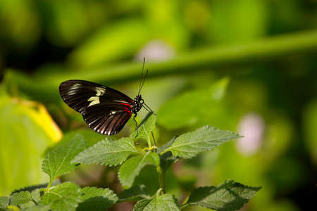 Small butterfly on green vegetationの写真素材