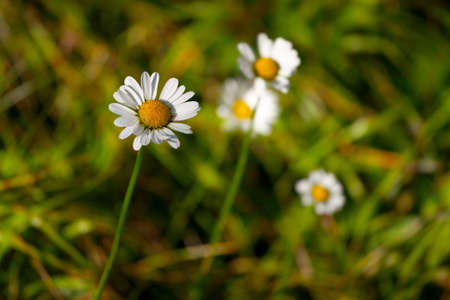 Flowers on the green fieldの写真素材