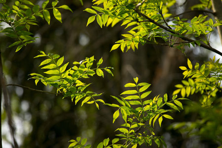 Fresh green leaves of a bushの写真素材